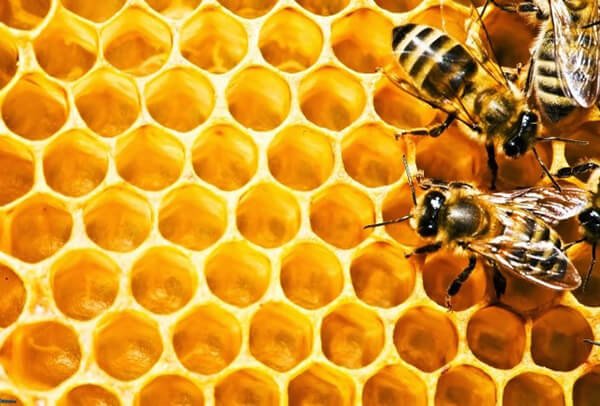 Keo ong vitamin A tinh chất dạng ống