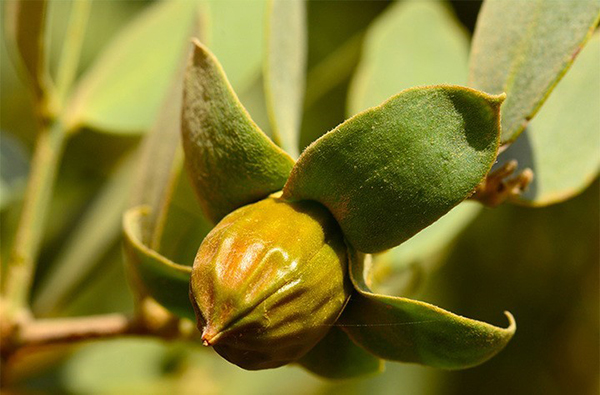 Thalgo Softness Exfoliator chứa chiết xuất dầu jojoba