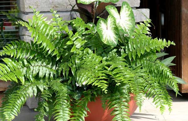 Viên uống trắng da chống nắng Botanical