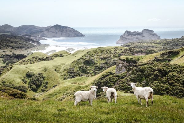 Coastal Sheep New Zealand e1532946013219