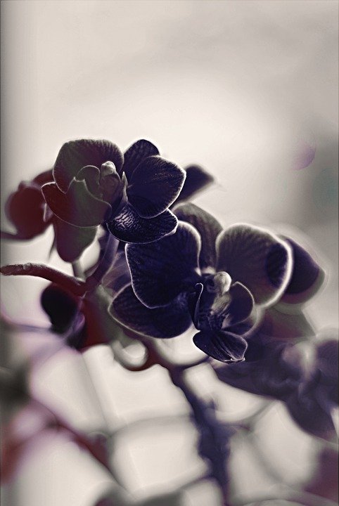 Tinh chất phục hồi, chống lão hóa da Maria Galland Essence 002 Orchidée Noire