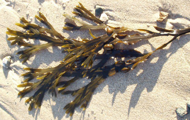 Bột mặt nạ tảo biển Thalgo Micronized Marine Algae – Tức tốc phục hồi và tinh khiết làn da