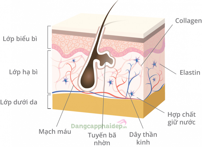 Collagen chiếm tới 70% thành phần cấu tạo nên da, nhất là lớp biểu bì