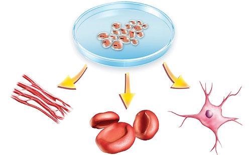 Tế bào gốc là gì?  Ứng dụng của tế bào gốc trong lĩnh vực làm đẹp