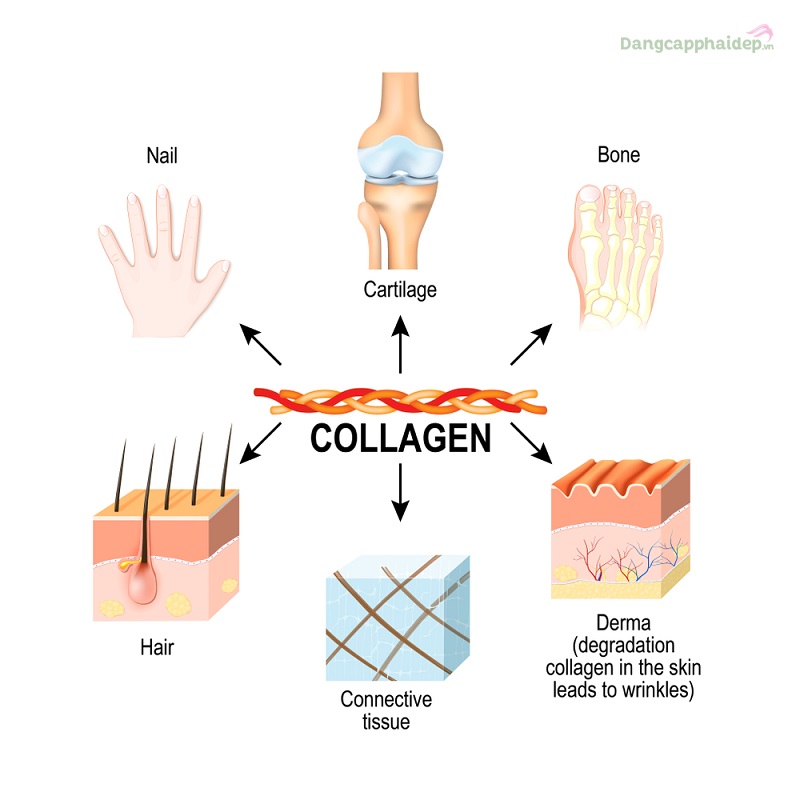 Cách uống collagen nhật bản 