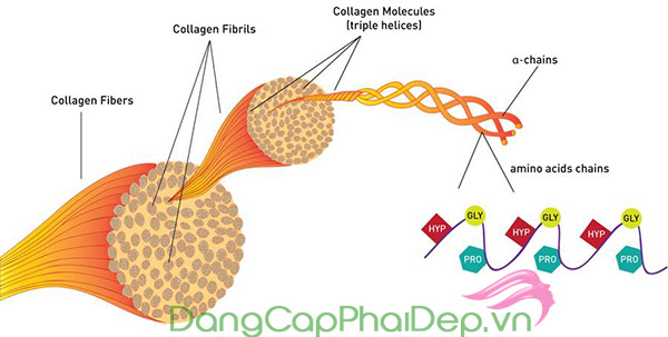 Collagen được ví như chất keo kết nối các tế bào thành một thể thống nhất