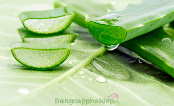 Lô hội là thành phần quan trọng có trong gel rửa mặt Aloe Vera Cleansing Gel