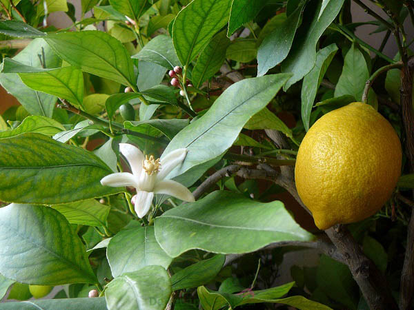 Chiết xuất lá limonum Medica