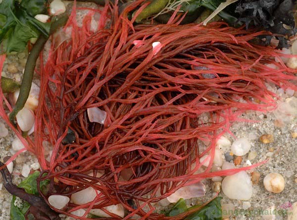 Sản phẩm còn chứa thành phần tảo đỏ đại dương
