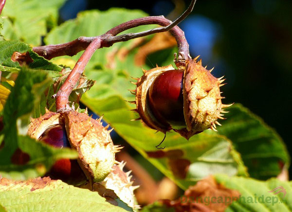 Chiết xuất Horse chestnut