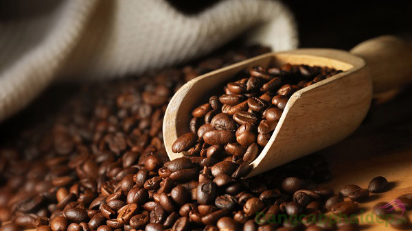 Chiết xuất Caffeine