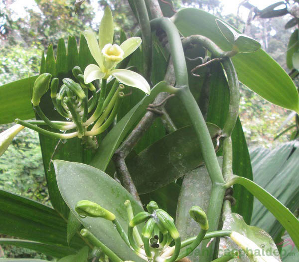 Chiết xuất hoa quả Vanilla Planifolia