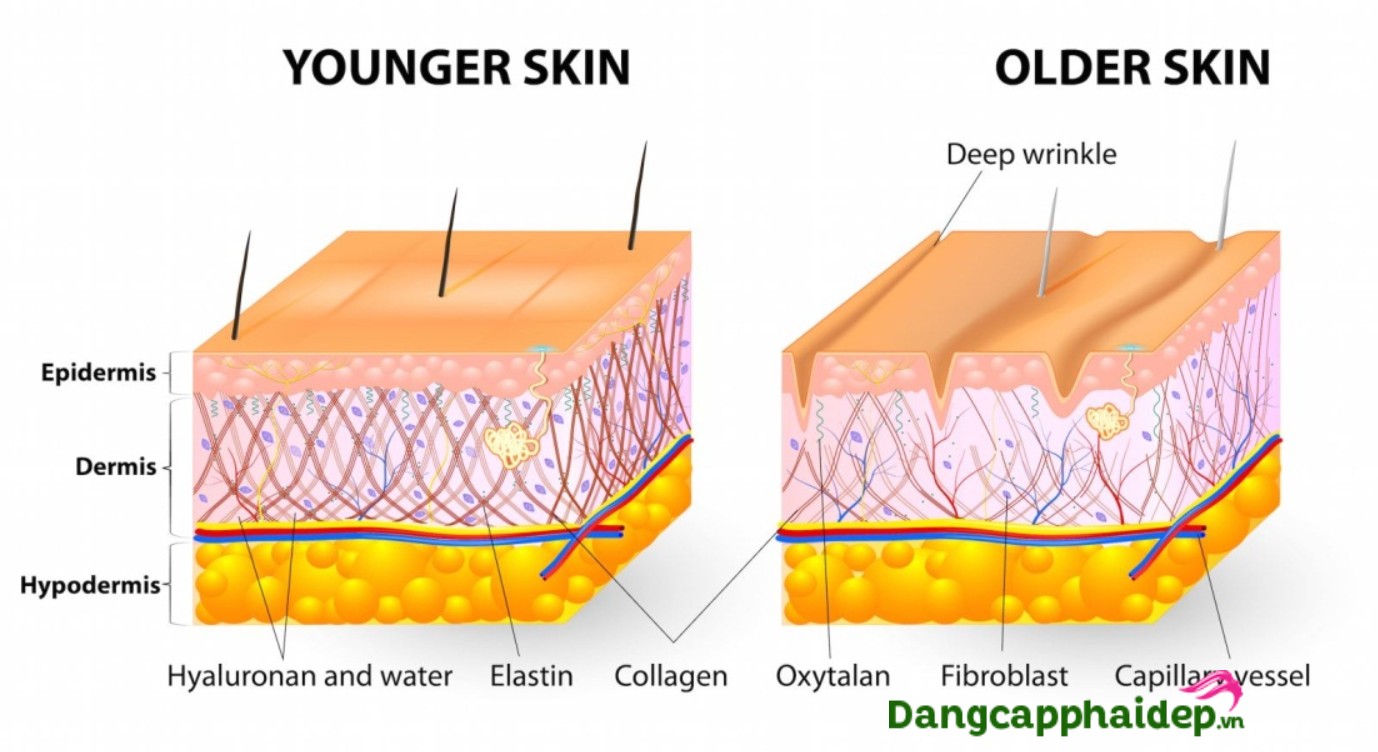 top-4-contour-dung-vuot-troi-cua-kem-bo-sung-collagen