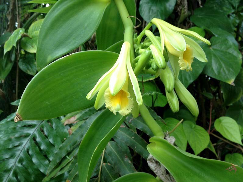 Chiết xuất hoa quả Vanilla Planifolia