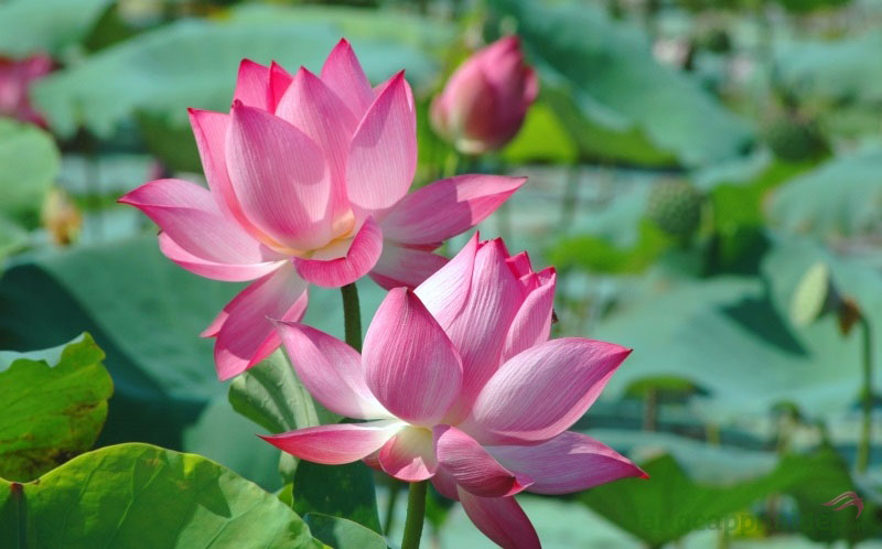 Etre Belle Ongkara Lotus chứa chiết xuất hoa sen.