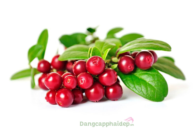 Chiết xuất quả Bearberry