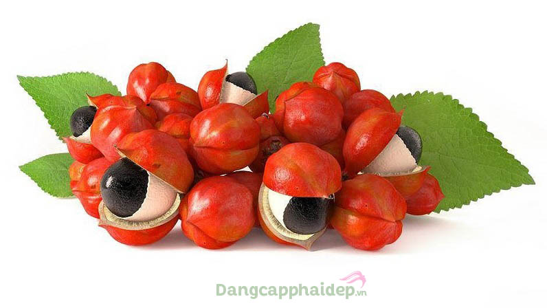 Chiết xuất Guarana.