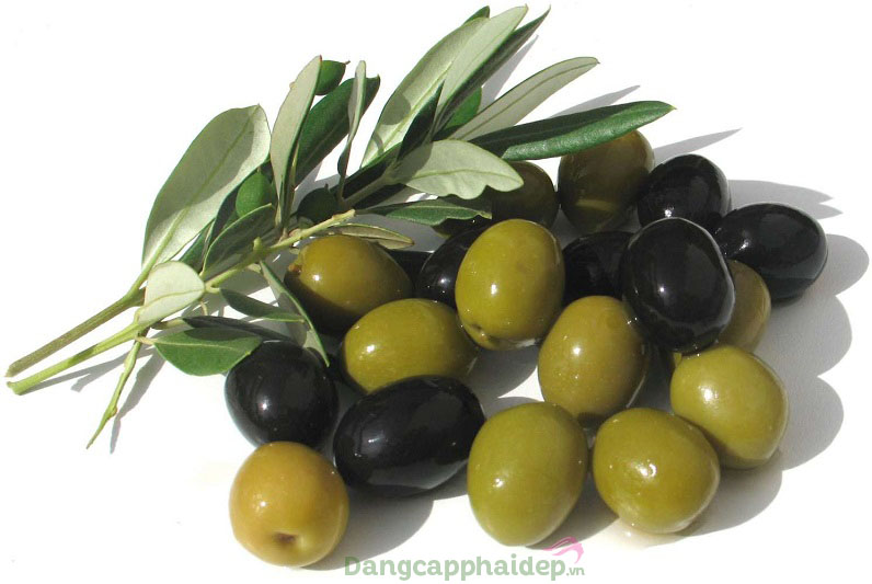 Chiết xuất lá olive
