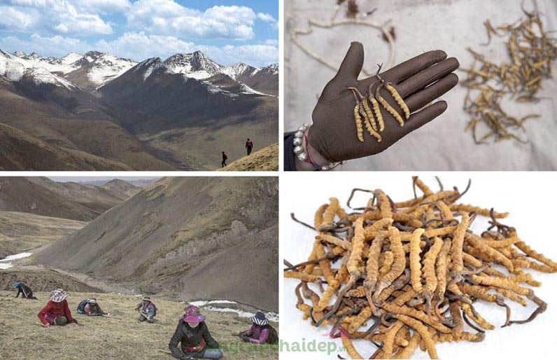 Đông trùng hạ thảo tươi Tây Tạng mang nhiều điểm đặc biệt tạo nên giá trị cực kì quý giá