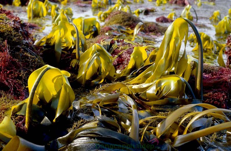 Chiết xuất tảo vàng Laminaria ochroleuca