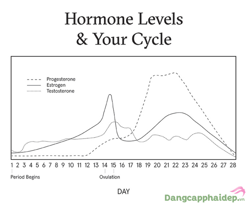 Hormone tăng giảm theo vòng chu kỳ kinh nguyệt mỗi tháng.