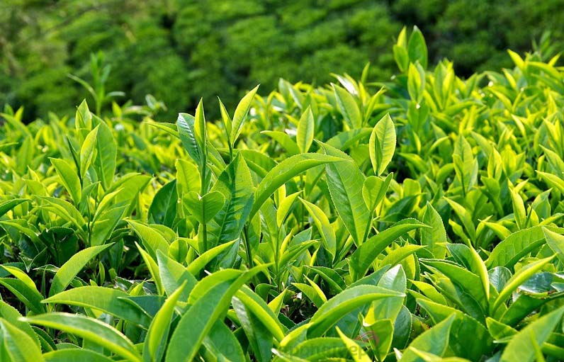 Chiết xuất trà xanh giúp bảo vệ làn da khỏe mạnh hơn