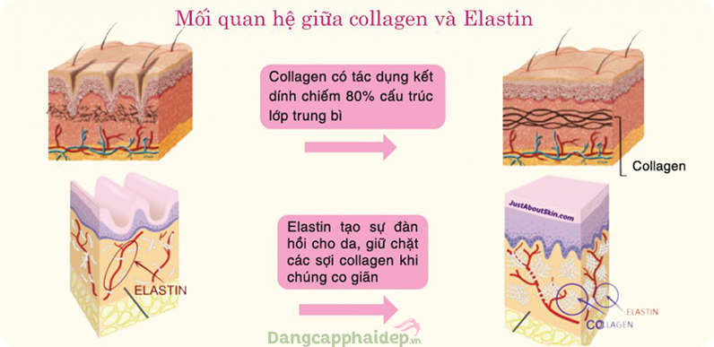 Elastin và Collagen có quan hệ mật thiết với nhau.