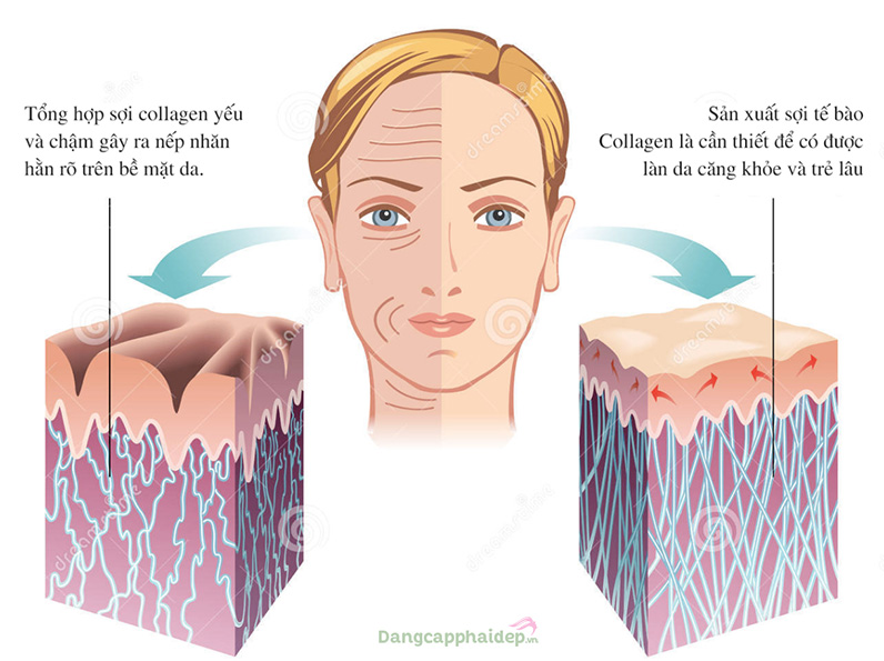 Collagen được biết đến như là một “thần dược” trong các liệu pháp chuyên nghiệp dành cho da lão hoá.