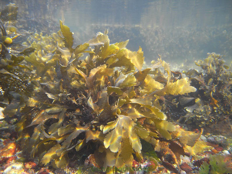 Chiết xuất tảo nâu