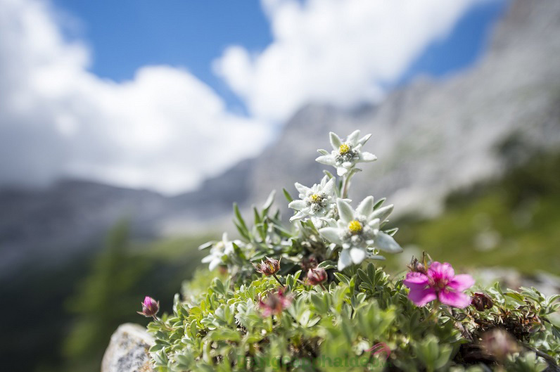 Chiết xuất hoa Nhung Tuyết Thụy Sĩ