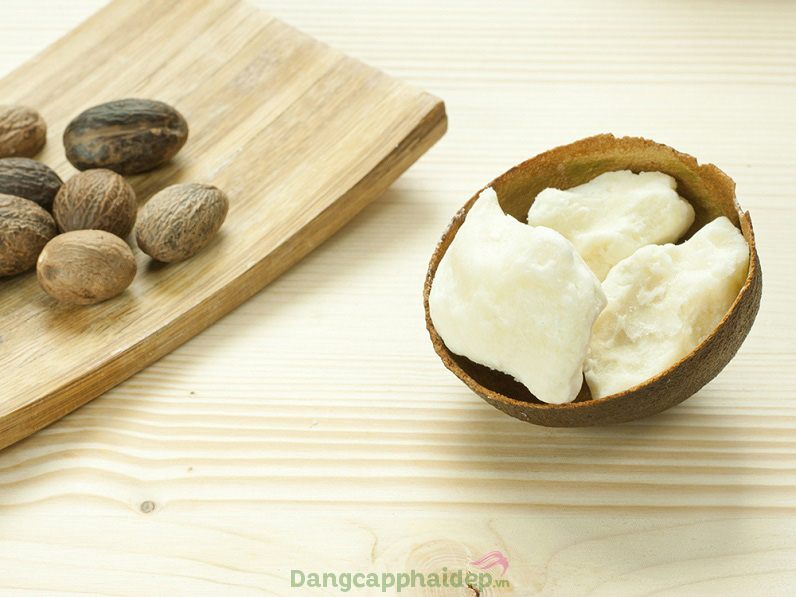 Chiết xuất bơ hạt mỡ giúp dưỡng ẩm hiệu quả
