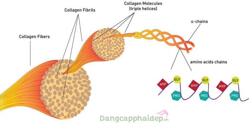 Collagen ví như chất keo kết nối các tế bào với nhau để duy trì độ đàn hồi cho da
