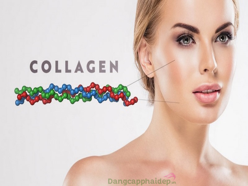 Collagen là một loại protein quan trọng đối với da và cơ thể.