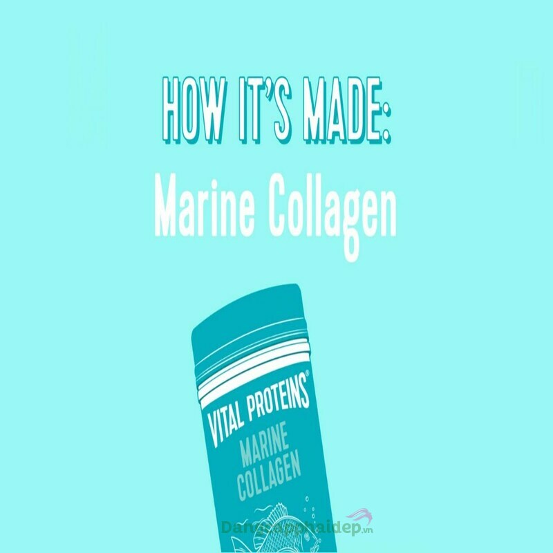 Marine collagen là gì