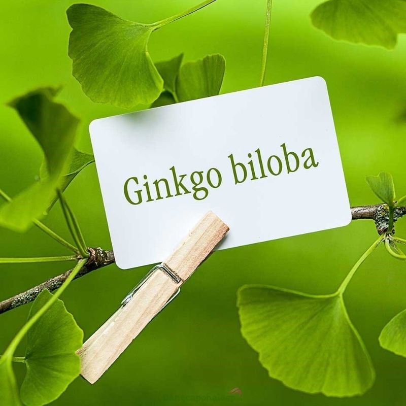 Ginkgo Biloba kích thích sản xuất collagen, phục hồi độ săn chắc cho vòng 1. 