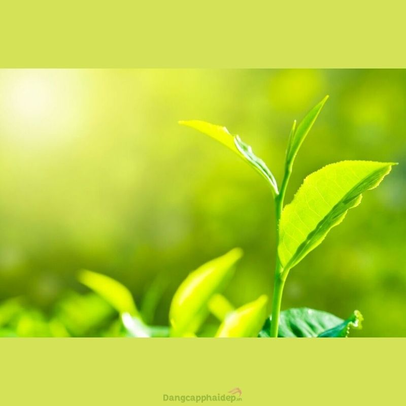 Chiết xuất lá trà xanh chống oxy hóa mạnh mẽ.