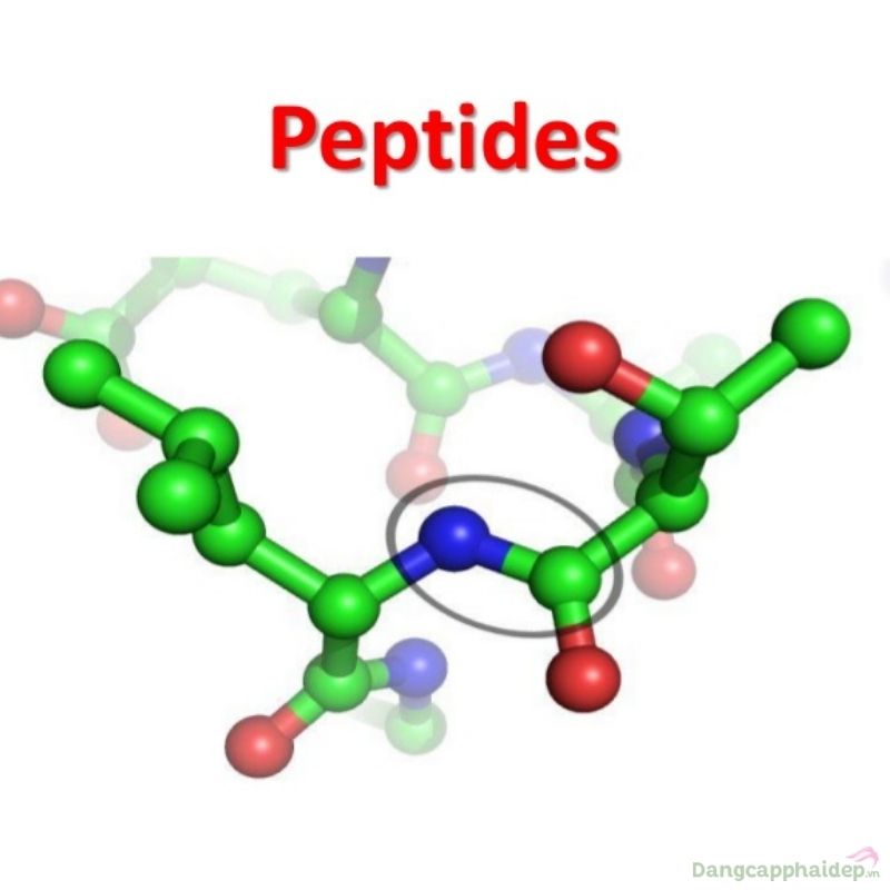 Peptide củng cố độ săn chắc cho đôi môi mềm mịn.